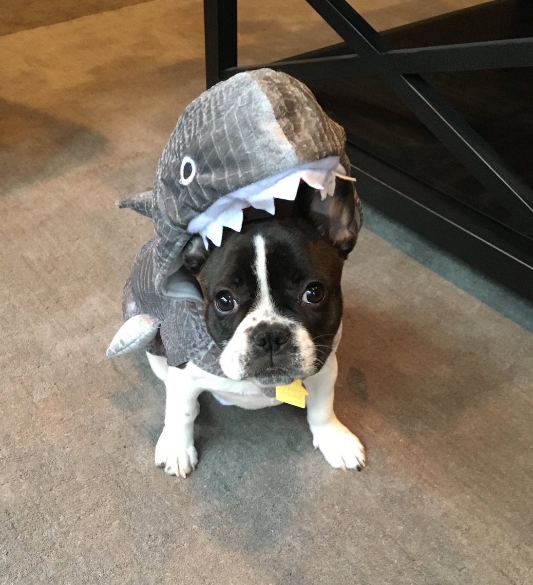 LondonFrenchie's tweet photo. #MichaelPhelps you and me 2018 #SharkWeek https://t.co/oNZ0d2ziJC