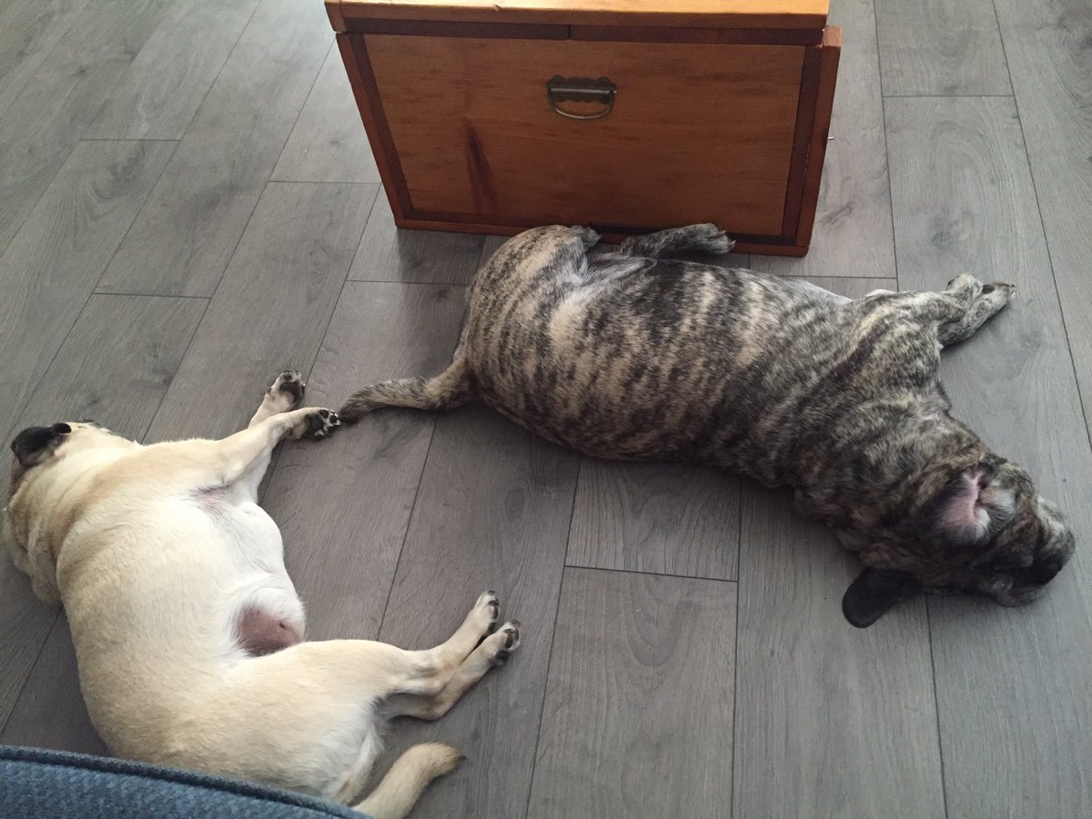 itsbiggieslife's tweet photo. Biggie and Sadie found a cool spot to sleep....in front of the fan. @PoshPugs 

#boilinghotday https://t.co/5YgsGv0d30