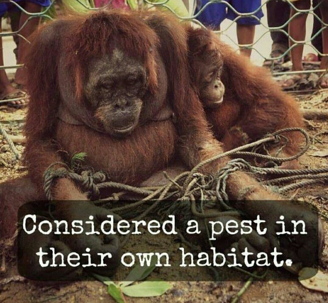 cafunist's tweet photo. Look what greed has brought us to. Who's the animal now? #stopconflictpalmoil #havedecency https://t.co/aZNA1qxdoV