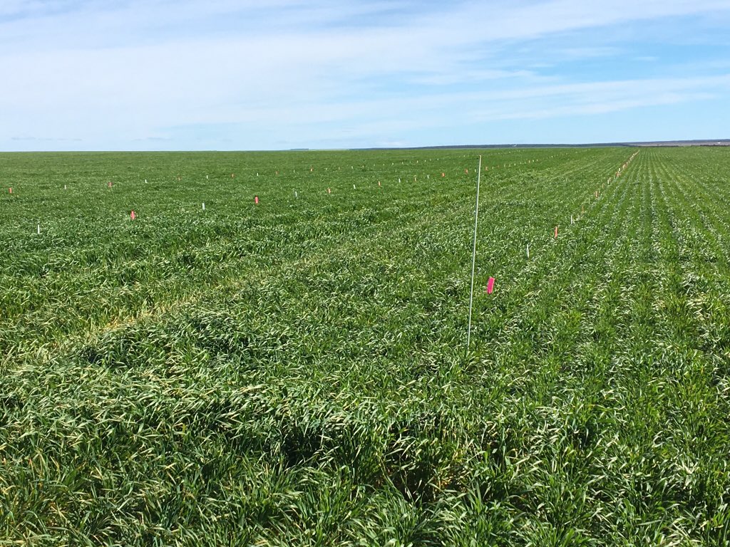 Replicated disease trial site, La Trobe on left, Baudin on right - perfect breeding ground for BLR, STNB, PM