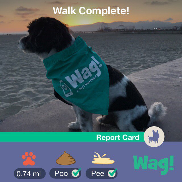 EvaCard's tweet image. Just finished a dog walk on Wag. Use my promo code "EVA9369" for $20 of FREE Wag credit! appsto.re/us/rINe4.i