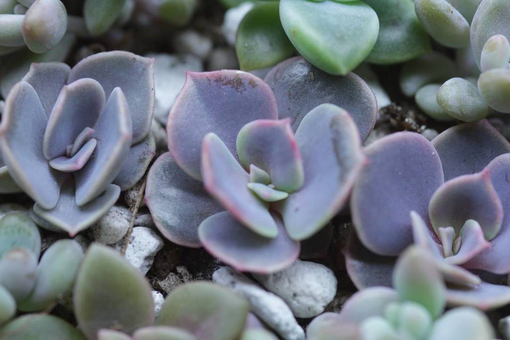 sucsforyou's tweet photo. https://t.co/qhFmKMfIDG Burples 🍑🍑🍑 #propagation #purple #echeveria #perlevonnurnberg #burple #leaftolife https://t.co/wmho515RUV