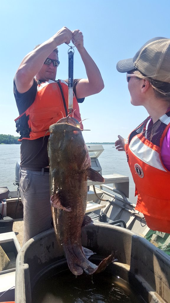 MississippiRvr's tweet photo. Big catdaddy! #pool25 #fishsurvey #catchrelease #45lbs #fishtales https://t.co/5IAUlpDdsE