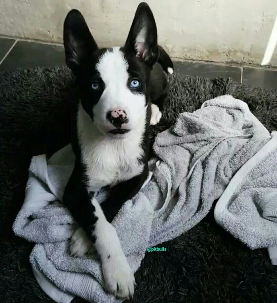 PitbuIIs's tweet image. Pit/husky