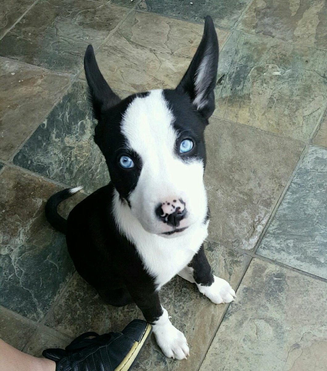 PitbuIIs's tweet image. Pit/husky