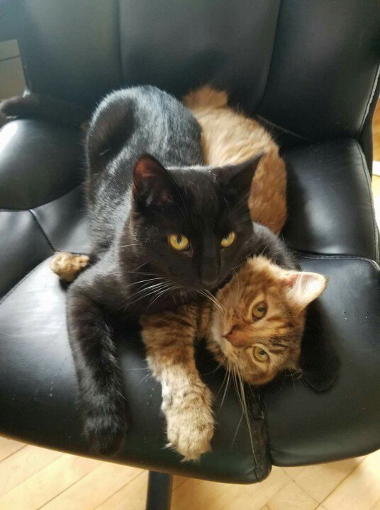 CastielTheKitty's tweet photo. I sure do love my sister. So glad that @ruffstartrescue saved us so that we could be #adopted. #rescue #rescuekittens #catsoftwitter https://t.co/2XwMlk7K7u