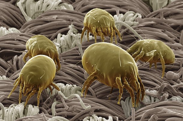 RustenburgClean's tweet image. FACT: Your carpets act like a giant health filter, capturing dust, dirt, and dust mites. Avoid these allergens with proper carpet cleaning.