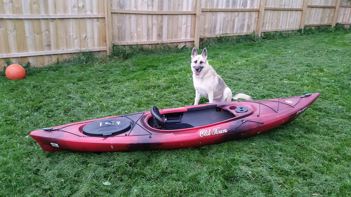 GSDXander's tweet photo. How am I supposed to paddle this thing? I have no thumbs.
#Kayak #GermanShepherd #GSD #Alsatian #DogsOfTwitter https://t.co/nRMLf2uLS7