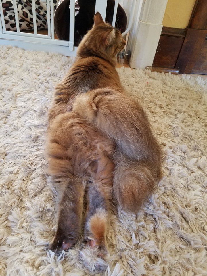 GSDLuna's tweet photo. My sister @AmaraThePuss thinks she's a rabbit. These #rescue #kittens think they are all that. ;-)
#WGSD #WhiteGermanShepherd #AdoptDontShop https://t.co/hrVOMG4taE