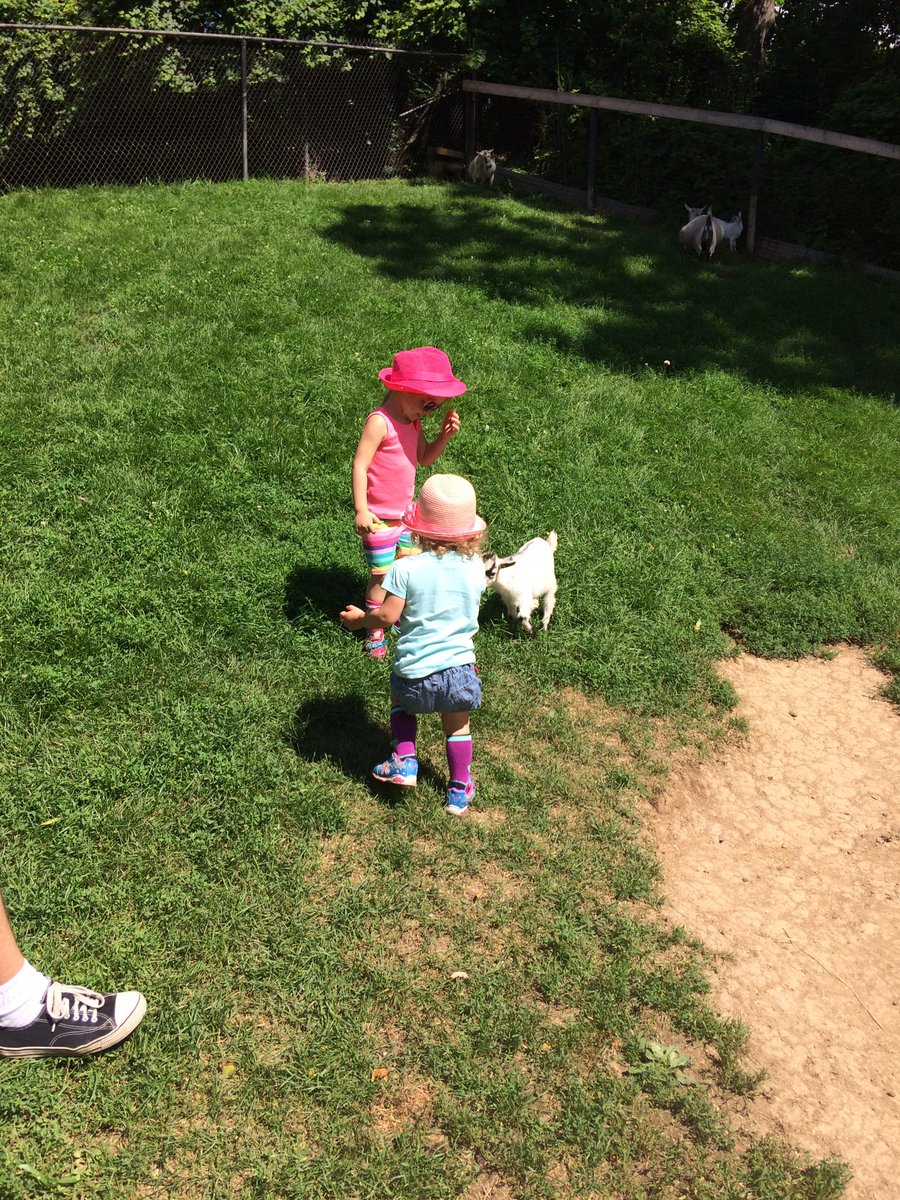 RidgeviewK3's tweet photo. Visited the Branford zoo today and had fun trying to pet baby goats #rpssummer17 https://t.co/Tns18OL9kd