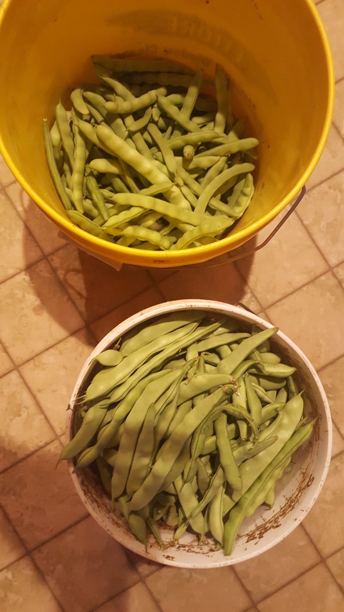 Pole beans from my garden.