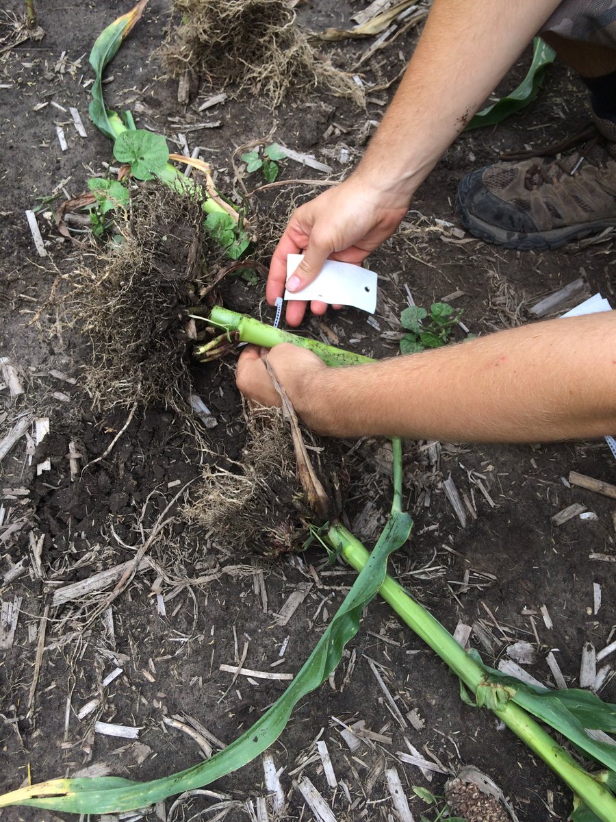 talkingrootworm's tweet photo. Such smiles! #Rootdigging must be a delightful activity where friends enjoy each other’s company while wallowing in the mud. Yeah, OK. https://t.co/nGoLfSIIXI