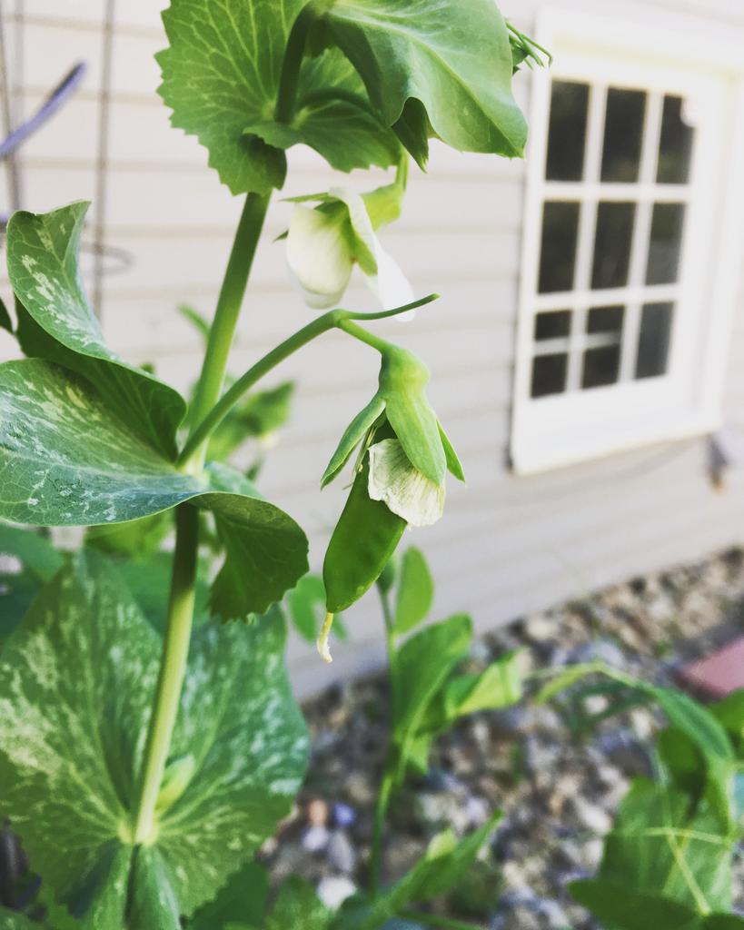 ForesInMyGarden's tweet photo. Wanted to share the first edible thing I've ever grown in my life! It's my first snow pea pod! https://t.co/eW9jc5lKDC