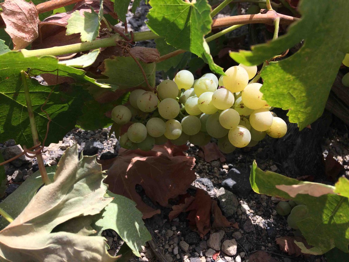 SantoWineTrails's tweet image. Counting down to harvest 2017!  #Assyrtiko #Santorini #SantoriniWine #Harvest2017 #AssyrtikoLover #WineLover #GreekWines #DrinkGreekWine