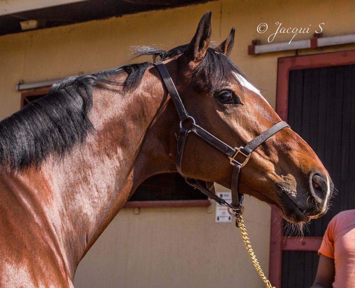 #meetingAbashiri #triplecrown #satriplecrown #Abashiri <a href="/Abashiri/">Abashiri</a> <a href="/RacingGuru/">Racing Guru</a>