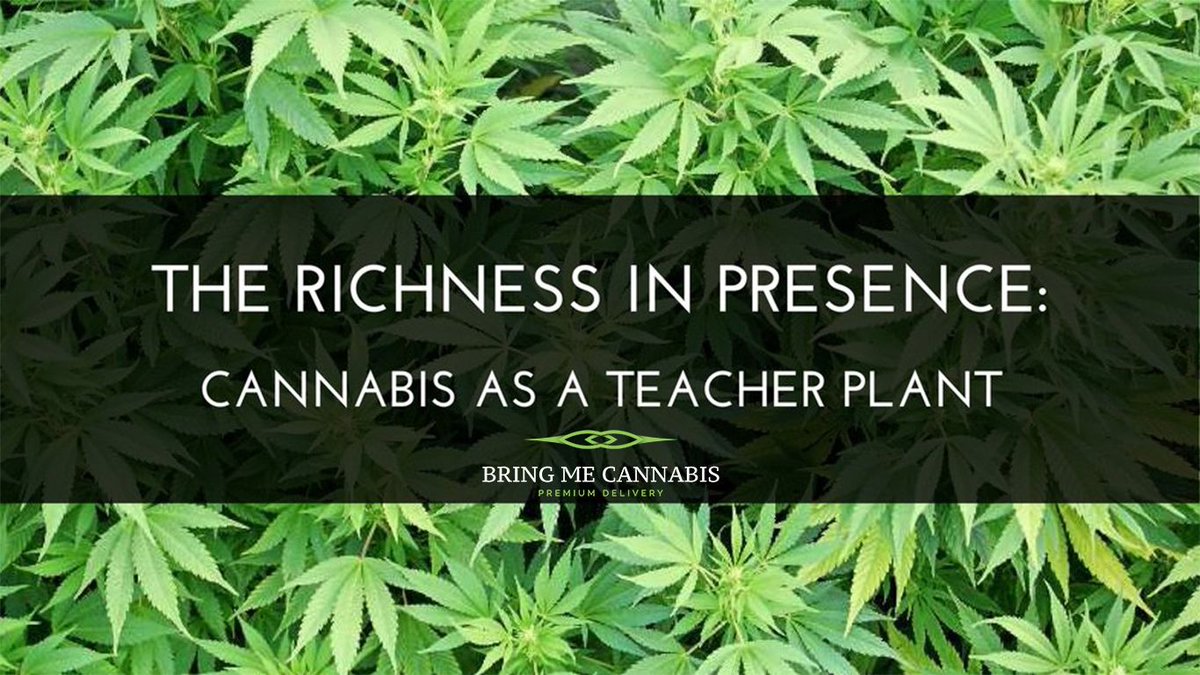 BringCannabis's tweet photo. #weedinla #bringmecannabis #getnugg #cannabis #cannabiscommunity #marijuana #highsociety #weed #highlife #Murrieta #corona #lakeelsinore https://t.co/Vi3EpmoELP