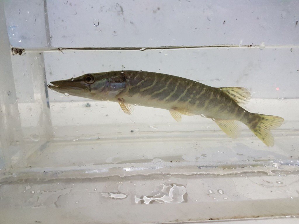 Ladyfishbio's tweet photo. Caught this juvenile Northern Pike at Humber Bay tonight. #fishbabies #HumberBay #DFO_science #TRCA_monitoring https://t.co/c7EWIAwVzR