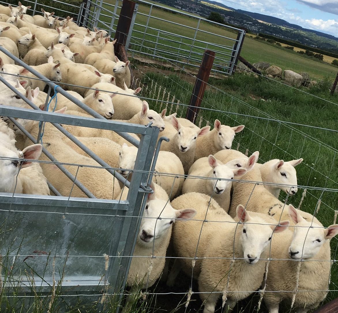 FlockHealth's tweet photo. #welfareatslaughter as important as #lifetimewelfare  
Looking forward to useful day talking important stuff @DunbiaGroup with @BritishVets https://t.co/mIx3elQZD6