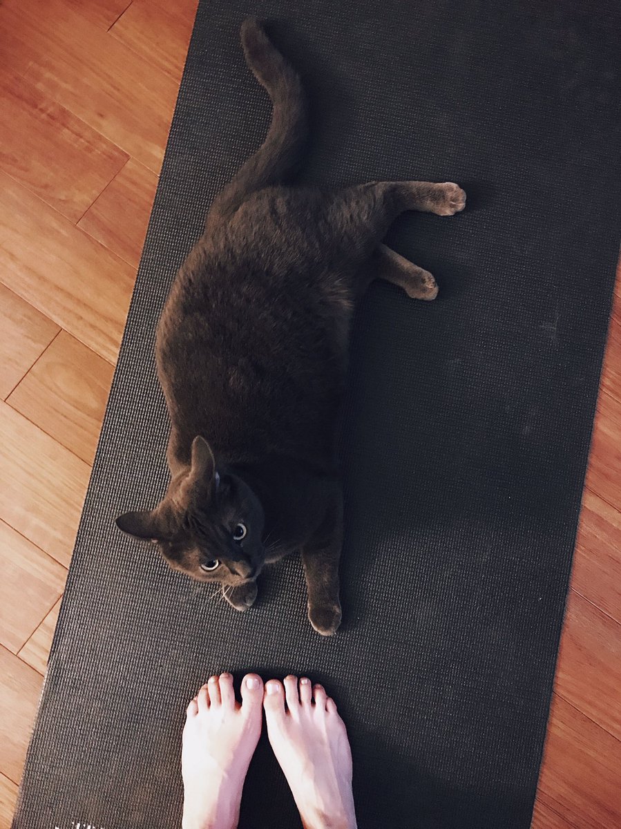 candace_toma's tweet photo. Somehow, I never feel like I'm doing yoga alone... #mathog https://t.co/0GyjnwCDPT