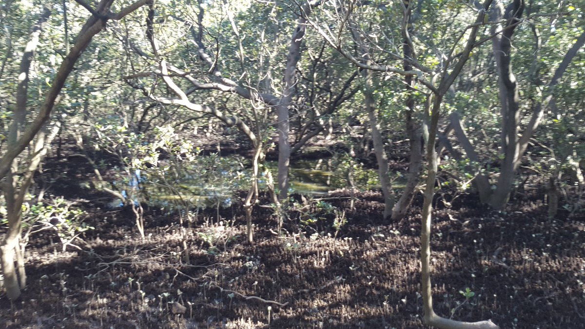 gpsICT's tweet photo. An excellent day @olympicpark_syd 
to learn about living environments. #dryforest #mangroves #birdwatching @GuildfordPublic https://t.co/hmAx0RJuZ7