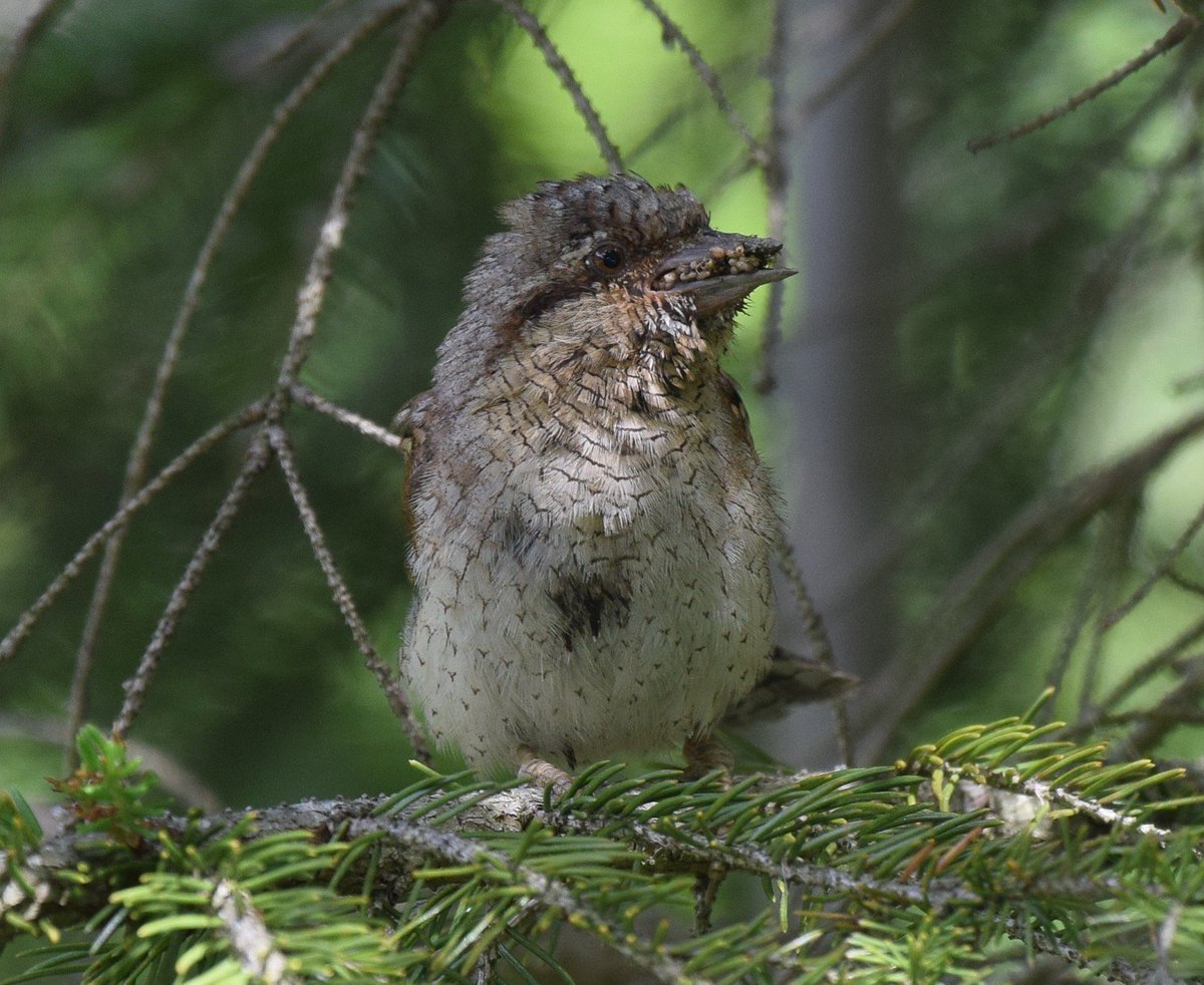 Fugletur's tweet photo. Eurasian Wryneck / Om vendehals på bloggen: https://t.co/NApV4IYyVg  #birding #fugletur #Norge #Norway #wryneck https://t.co/KcXQEGDdJQ