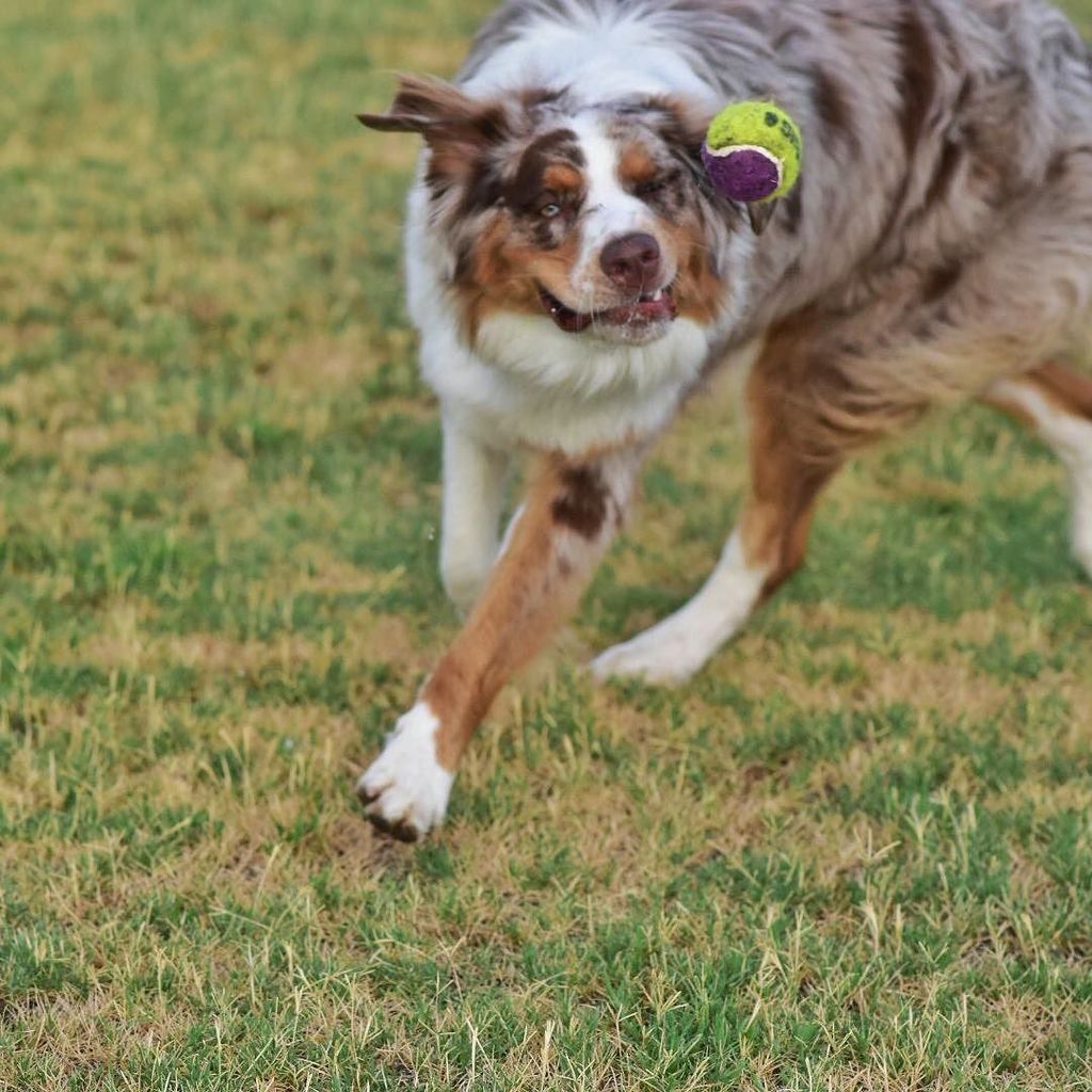 k9xoxo's tweet photo. That Tuesday feeling #Tuesday #oops #missedtheball #fetchfail #ilovemydog #tuesdaytruth #tuesdayfeels #australians… https://t.co/SiXtcOnD0H https://t.co/zCTuffqE1j