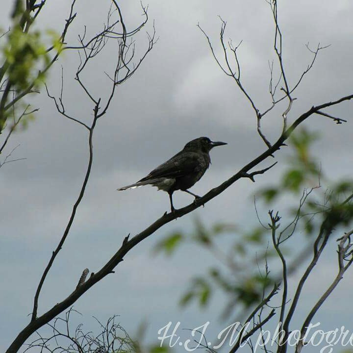 Haiden_1996_'s tweet photo. @BoyGeorge do you like my picture of this bird I took when I was working I hope to one day be a pro photographer https://t.co/X5BeCswmEu