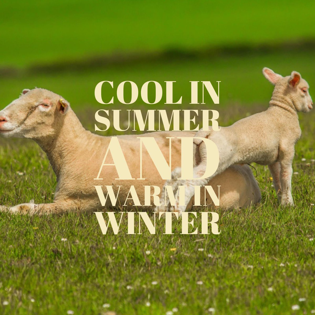 sheepwool's tweet image. 100% Pure SheepWool Insulation - not only keeping you warm in winter, but also cool in summer...