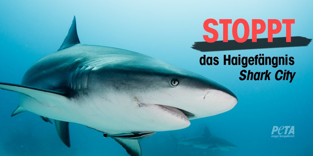 PETADeutschland's tweet photo. Nächstes Jahr soll in #Pfungstadt der größte Hai-Zoo Europas eröffnen. 👎 Kein Tier geh��rt hinter Gittern! Petition 👉 https://t.co/PxXRKa7fhE https://t.co/5JU4qEssnO