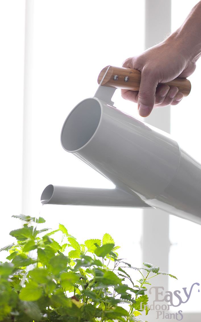 easyindoorplant's tweet photo. Drink genoeg #water bij een #hittegolf en vergeet ook je #kamerplanten niet! https://t.co/cMXNYgfjgk