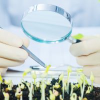 wifarmdude's tweet photo. Does Public Plant Breeding Have A Future?  How Can That Independent Research Stay In Place? https://t.co/6VHDP5KncF https://t.co/uaQYutx8b9