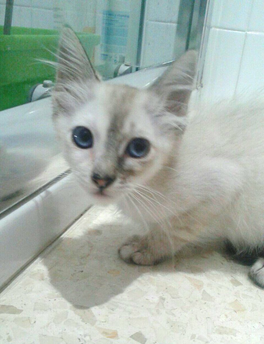 HOCHI.X Himalaya+Romano.De 04/17.Esta en El Puerto (Cadiz).Bien con niños,perros y gatos.Contacto maskeperros.es o contacto@maskeperros.es