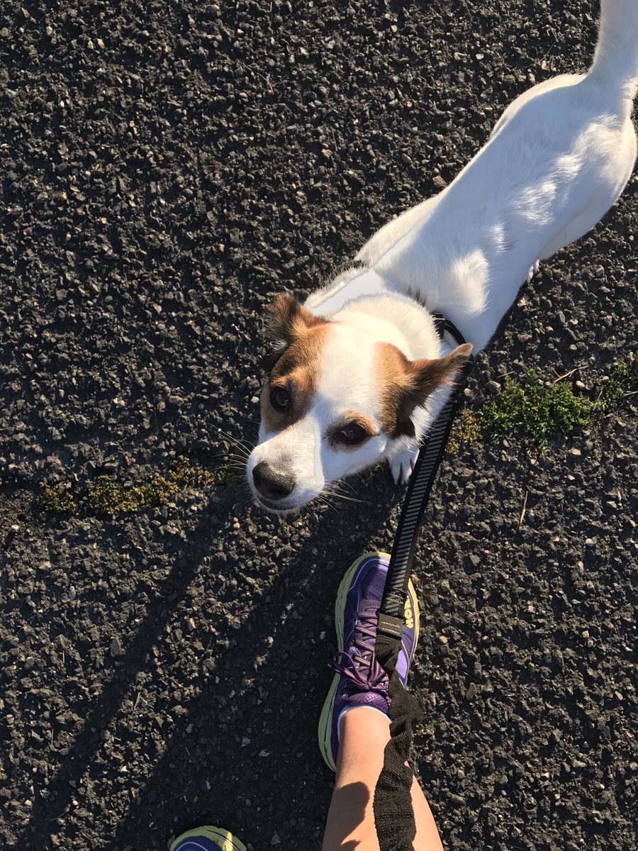 LindaThackeray's tweet photo. Taking in a quick run before the start of Day 3 #OneWeek #hackathon #microsoftlife #hackmarathon @MSFTGarage @MSNewEngland #hankthedog https://t.co/qpoevfLjAs