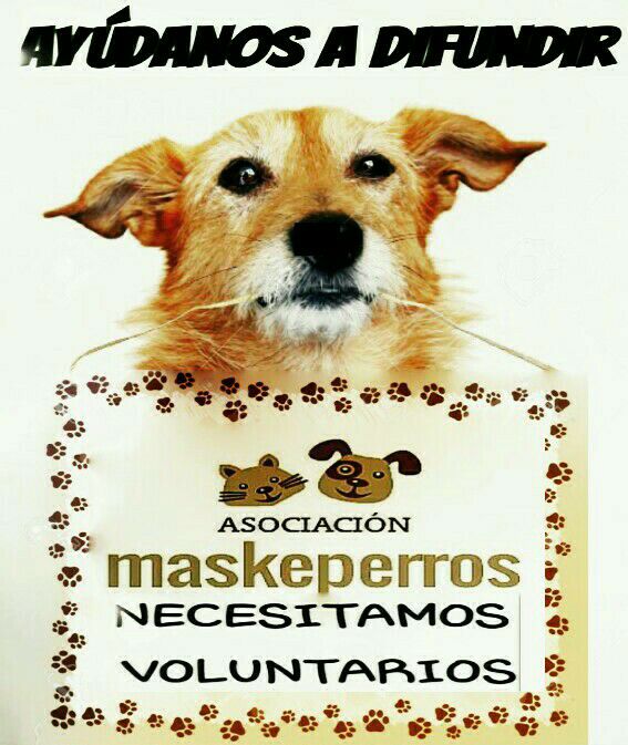 NECESITAMOS VOLUNTARIOS PARA DIFUNDIR A LOS PELUDOS.Si estas interesado escribenos un mensaje privado a nuestra pagina Facebook Maskeperros