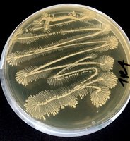 chmoei's tweet photo. Microbes from the #International_Space_Station #ISS #ARBEX project. So pretty! https://t.co/0WEDLrJOMX