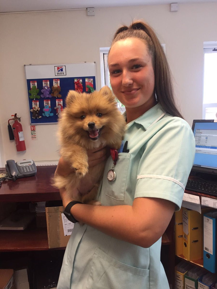 pomeranian 12 weeks old