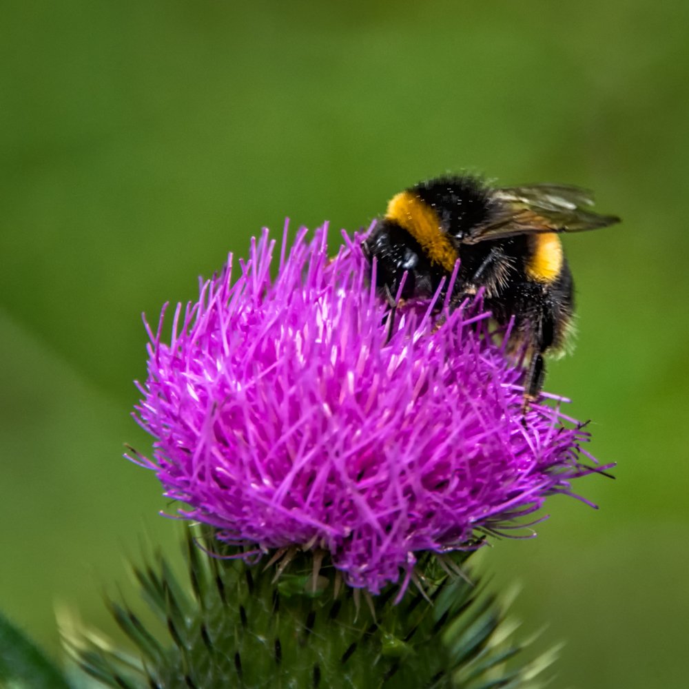 PhotosbyLar's tweet photo. Bee on a thistle #bee #bees #thistle @NaturePhotoNet @LeahyBkeeping @TheBeeGenes https://t.co/f0jkNJkPQh