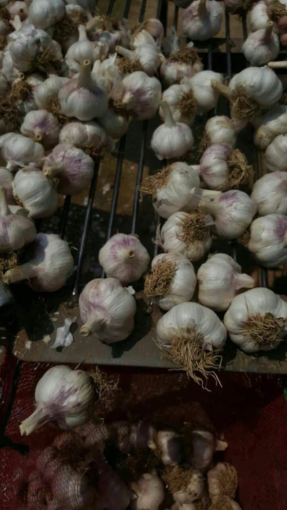 ChineseGarlic's tweet photo. Garlic used as seed https://t.co/BaXlayOFF3