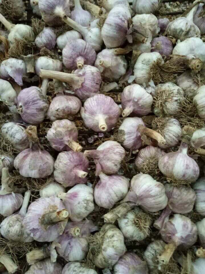 ChineseGarlic's tweet photo. Garlic used as seed https://t.co/BaXlayOFF3