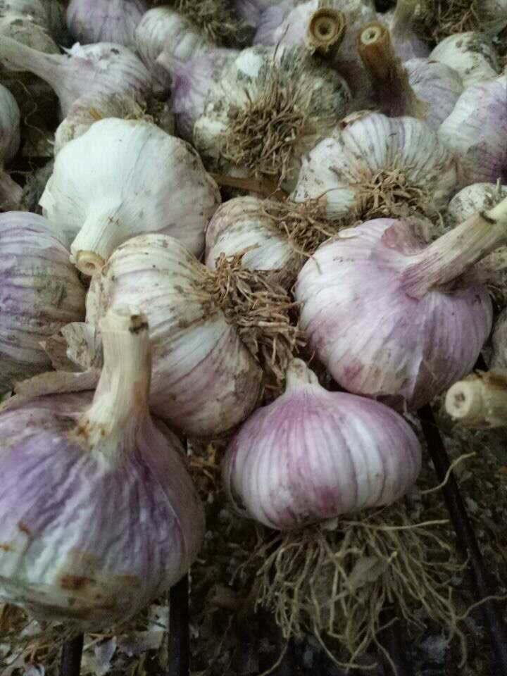 ChineseGarlic's tweet photo. Garlic used as seed https://t.co/BaXlayOFF3