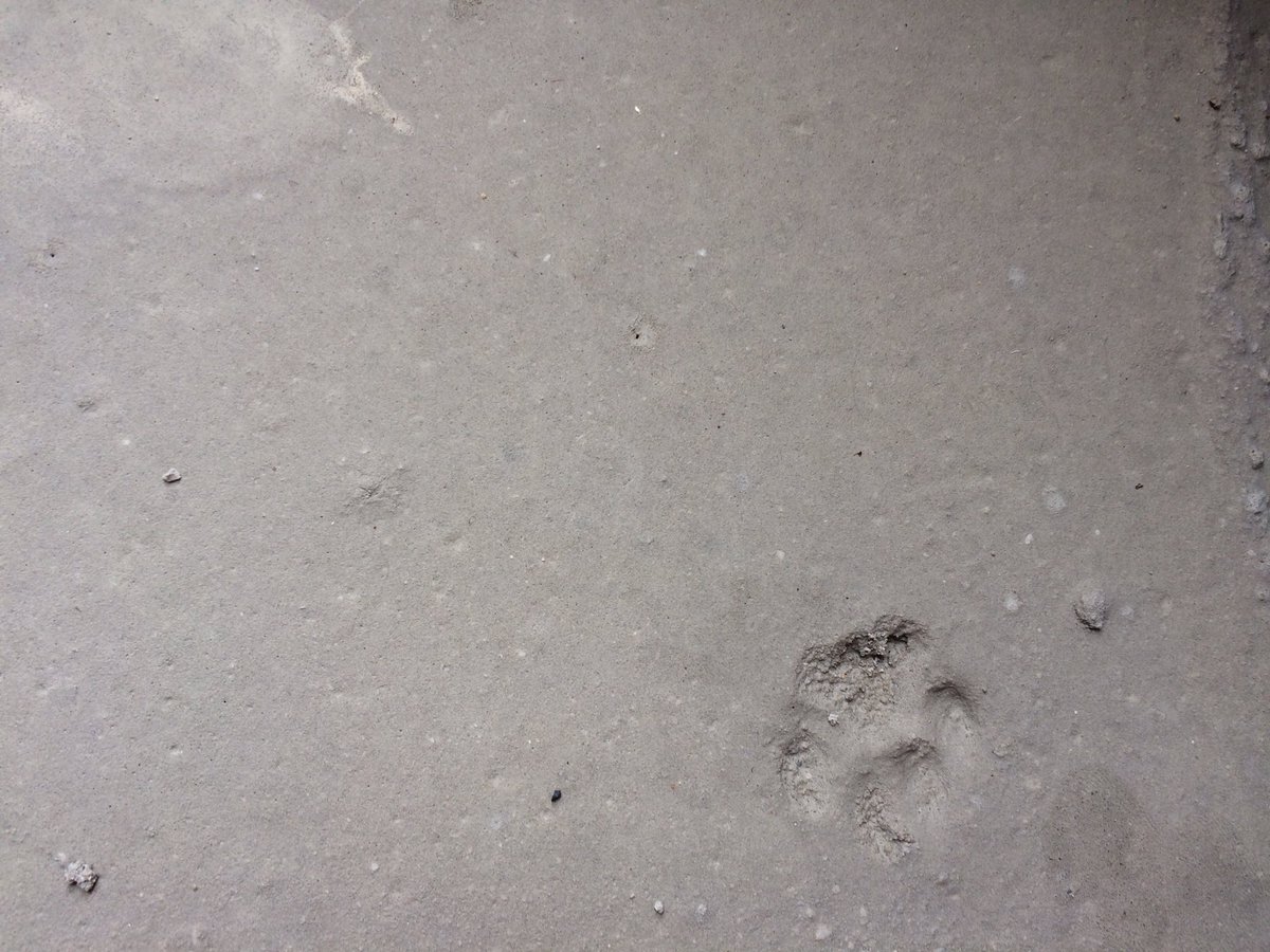 #CatsOfTwitter what is it with #cats and #concrete 🐾