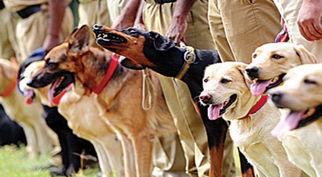kolkata24x7eng's tweet image. 30 New Army Dogs To Guard City Spots
english.kolkata24x7.com/national-news/… #ArmyDogs #CitySpots