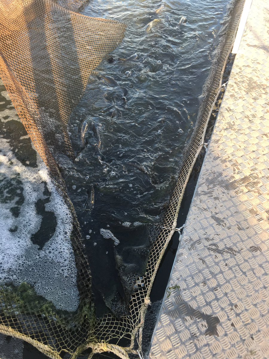 AdamDellwo's tweet photo. Very interesting visit to the vertically intergrated murray cod ponds at Griffith. https://t.co/BrHNPHKy0m