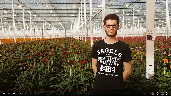 Vloggers in de kas bij Mans Allure Gerbera's. Bekijk de vlog hier! glastuinbouwpactbommelerwaard.nl/nieuws/vlogger…