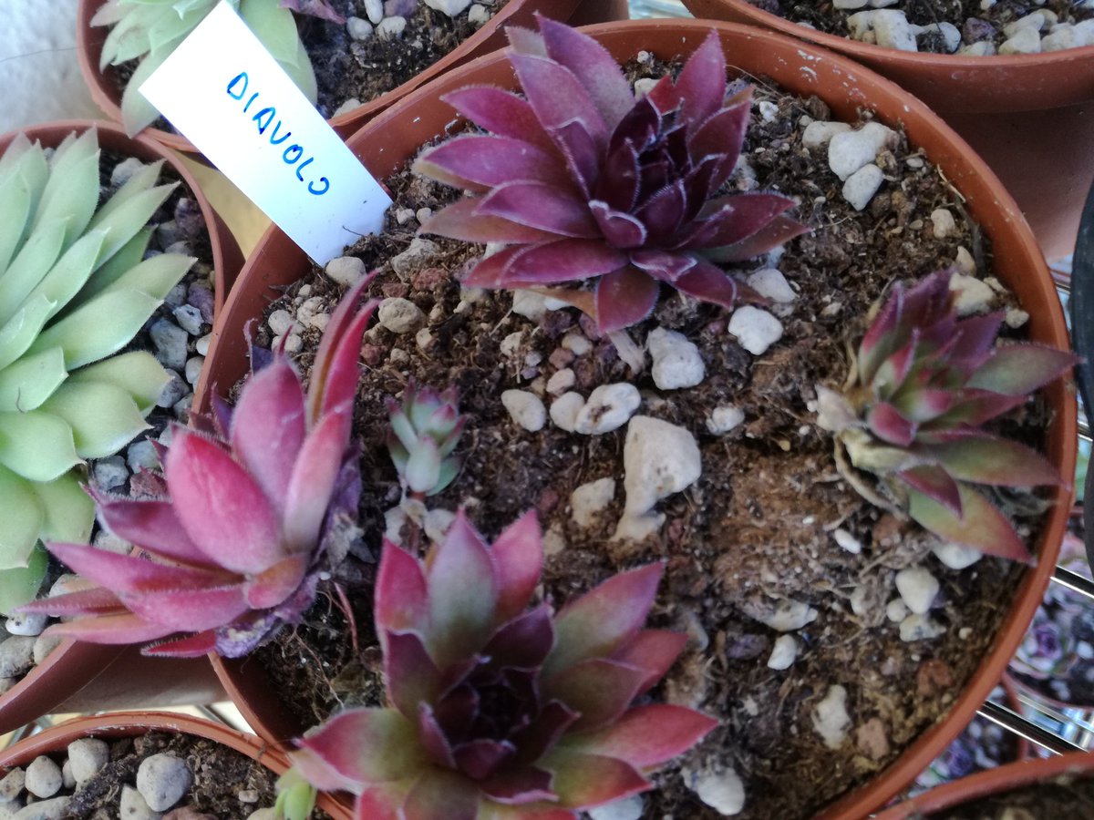 master_seeding's tweet photo. Sempervivum with names #Sempervivum #houseleeks https://t.co/RRUoMlQUCm