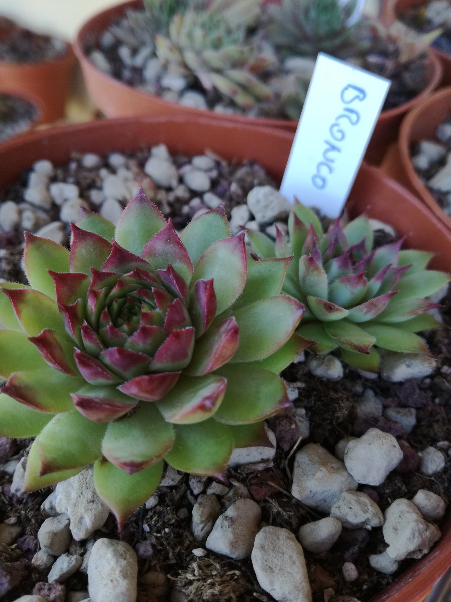 master_seeding's tweet photo. Sempervivum with names #Sempervivum #houseleeks https://t.co/RRUoMlQUCm
