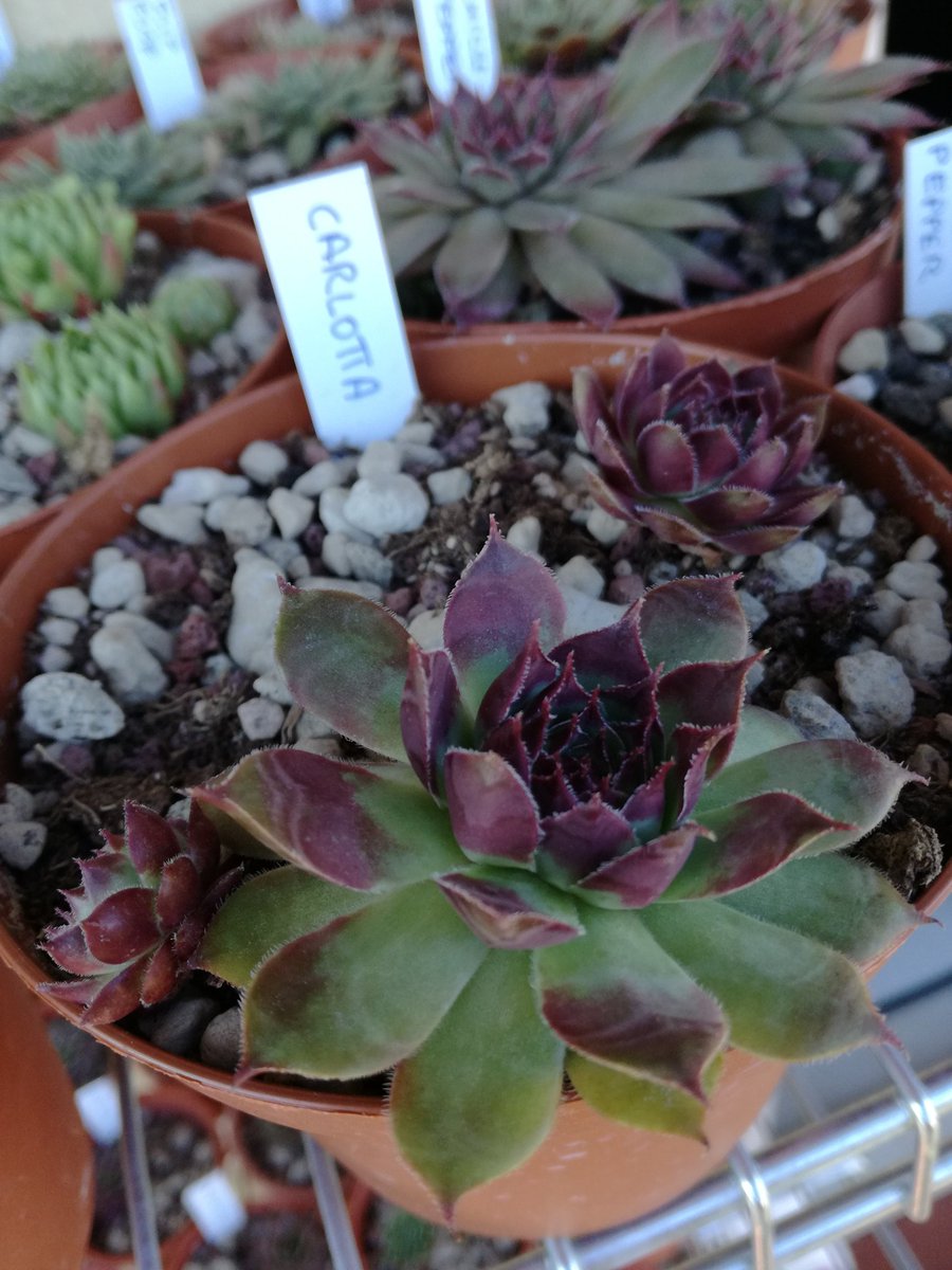 master_seeding's tweet photo. Sempervivum with names #Sempervivum #houseleeks https://t.co/RRUoMlQUCm
