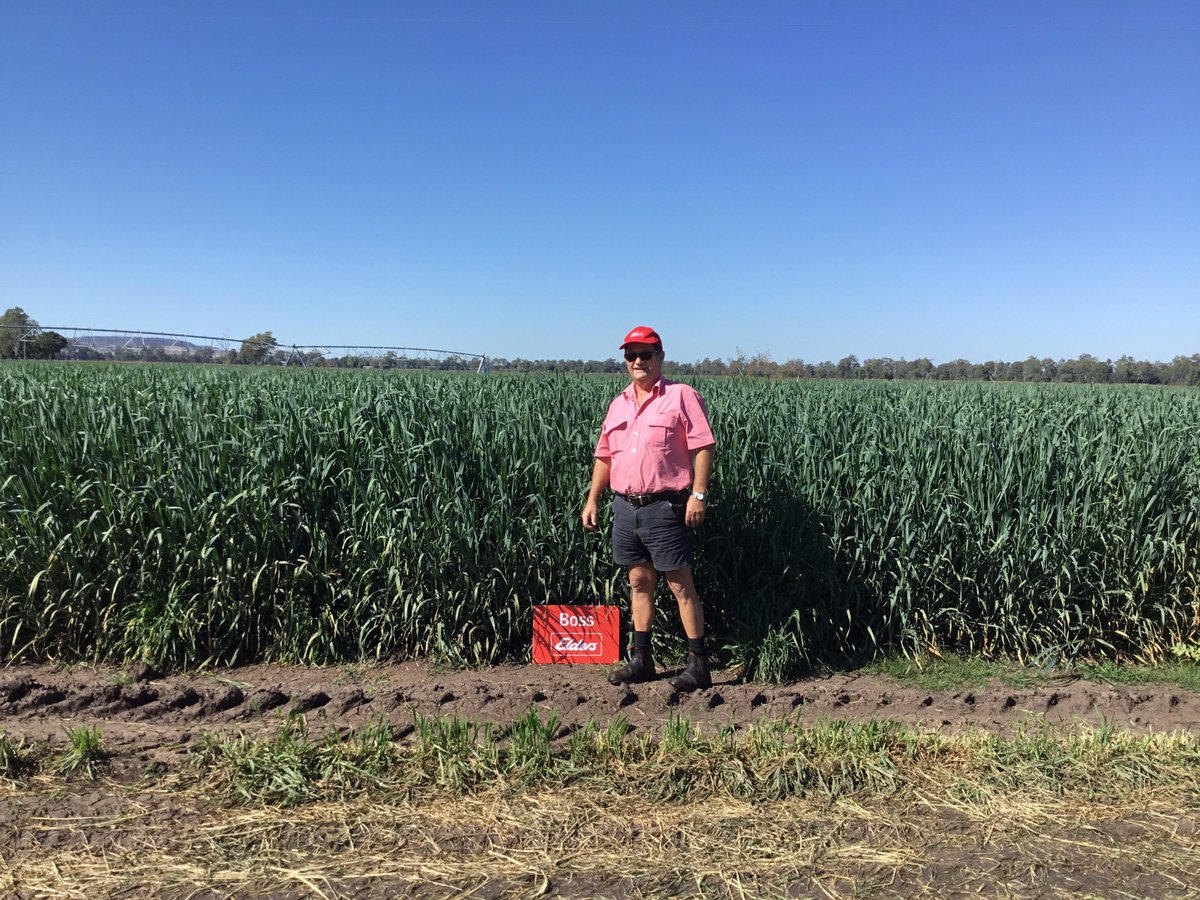 mareecrawford1's tweet photo. great crop of Boss oats in Central Qld @EldersLimited @chriswwillis https://t.co/JRLNt0TFeL
