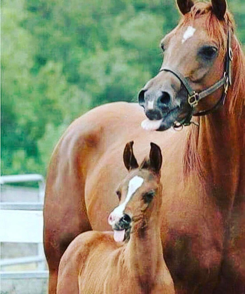 ABitHippy's tweet photo. We are half way through the week tribe woo!!🤙 #forevervegan⠀
.⠀
.⠀
.⠀

#abithippy #vegan #animallovers #horse #… https://t.co/nu0lwBq9nC https://t.co/aFGWtTSPmu