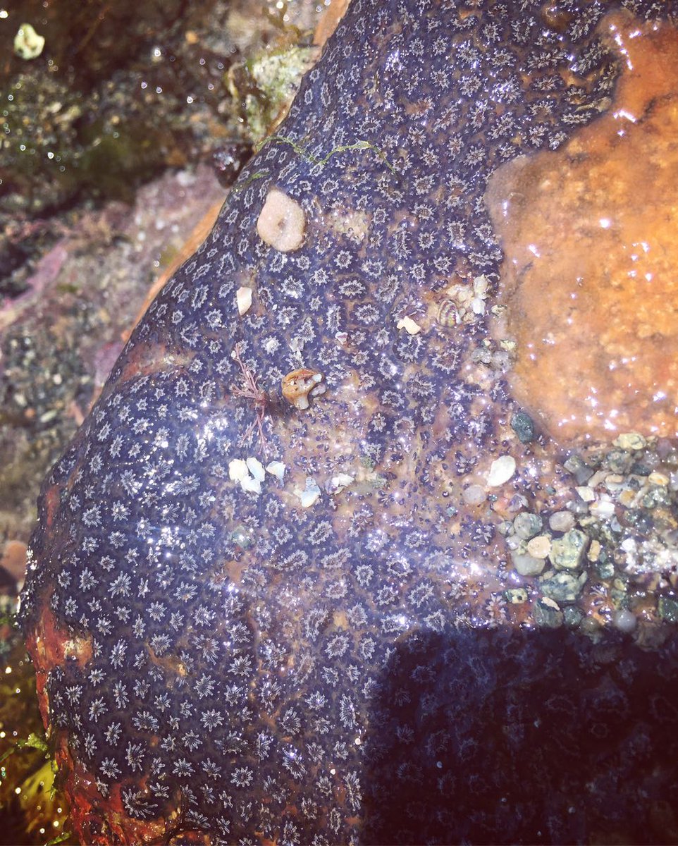 ndevonwildwatch's tweet photo. I thought it might be a soft coral any ideas? Found in Guernsey @thembauk @CoastwiseR @wildlife_id #marineinvertebrate #unidentified https://t.co/Nr9qi9LQHd